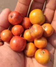 Load image into Gallery viewer, (2 weeks Wait Time) Small Indian Regi / Jujube - 4” Plant - Free Shipping