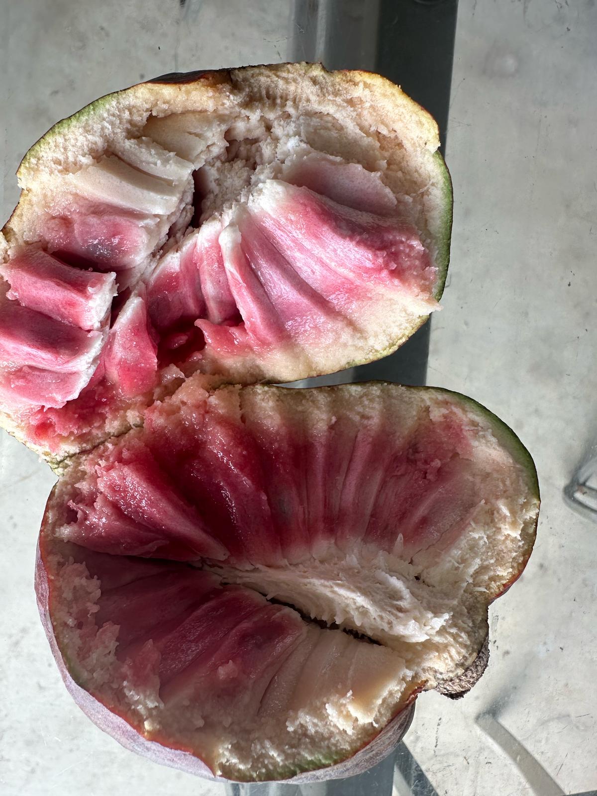 Custard Apple - 10 LB - Free Express Shipping – VVF Tropicals