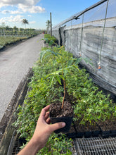 Load image into Gallery viewer, Neem Plant - 4” Pot - Pre-Order Only - Free Shipping