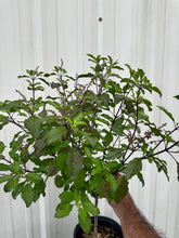 Load image into Gallery viewer, Krishna Tulasi Plant - 1 Gallon Pot - Free Shipping & Handling