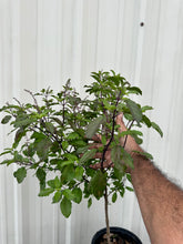 Load image into Gallery viewer, Krishna Tulasi Plant - 1 Gallon Pot - Free Shipping & Handling