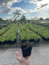 Load image into Gallery viewer, Neem Plant - 4” Pot - Pre-Order Only - Free Shipping