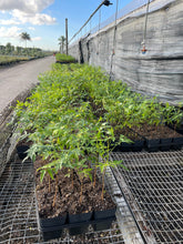 Load image into Gallery viewer, Neem Plant - 4” Pot - Pre-Order Only - Free Shipping