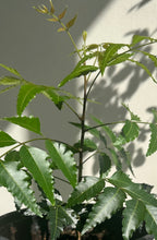 Load image into Gallery viewer, Neem Plant - 4” Pot - Pre-Order Only - Free Shipping