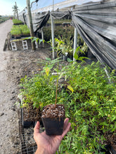 Load image into Gallery viewer, Neem Plant - 4” Pot - Pre-Order Only - Free Shipping