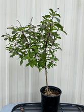 Load image into Gallery viewer, Krishna Tulasi Plant - 1 Gallon Pot - Free Shipping & Handling