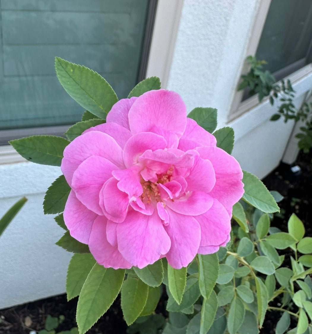 paneer rose seeds Sayani Paneer Rose - 4” Pot