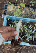 Load image into Gallery viewer, Tindora Stem (Rooted) Cuttings - Set of 20