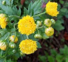 Load image into Gallery viewer, Chitti Chamanthi / Indian Mum - 4” pot - Free Shipping