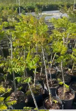 Load image into Gallery viewer, Star Goose Berry / Chinna Usiri - 3 Gallon Air Layered Plant