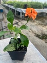 Load image into Gallery viewer, కనకాంబరం / Crossandra Orange - 4” pot - Free Shipping