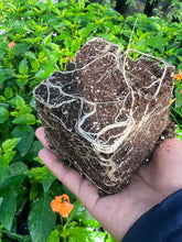 Load image into Gallery viewer, కనకాంబరం / Crossandra Orange - 4” pot - Free Shipping