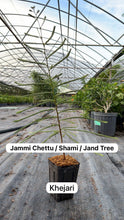 Load image into Gallery viewer, (2 weeks Wait Time) Khejri / Shami / Jammi / Jand Plant - 4” Plant - Free Shipping