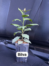 Load image into Gallery viewer, (2 weeks Wait Time) Bilva / Bel Patra / Bael / - 4” Plant - Free Shipping