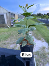 Load image into Gallery viewer, (2 weeks Wait Time) Bilva / Bel Patra / Bael / - 4” Plant - Free Shipping
