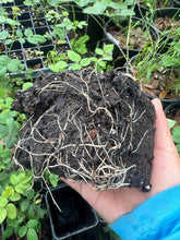 Load image into Gallery viewer, Sayani Paneer Rose - 4” Pot - Free Shipping