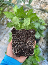 Load image into Gallery viewer, Chitti Chamanthi / Indian Mum - 4” pot - Free Shipping