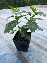 Load image into Gallery viewer, Chitti Chamanthi / Indian Mum - 4” pot - Free Shipping