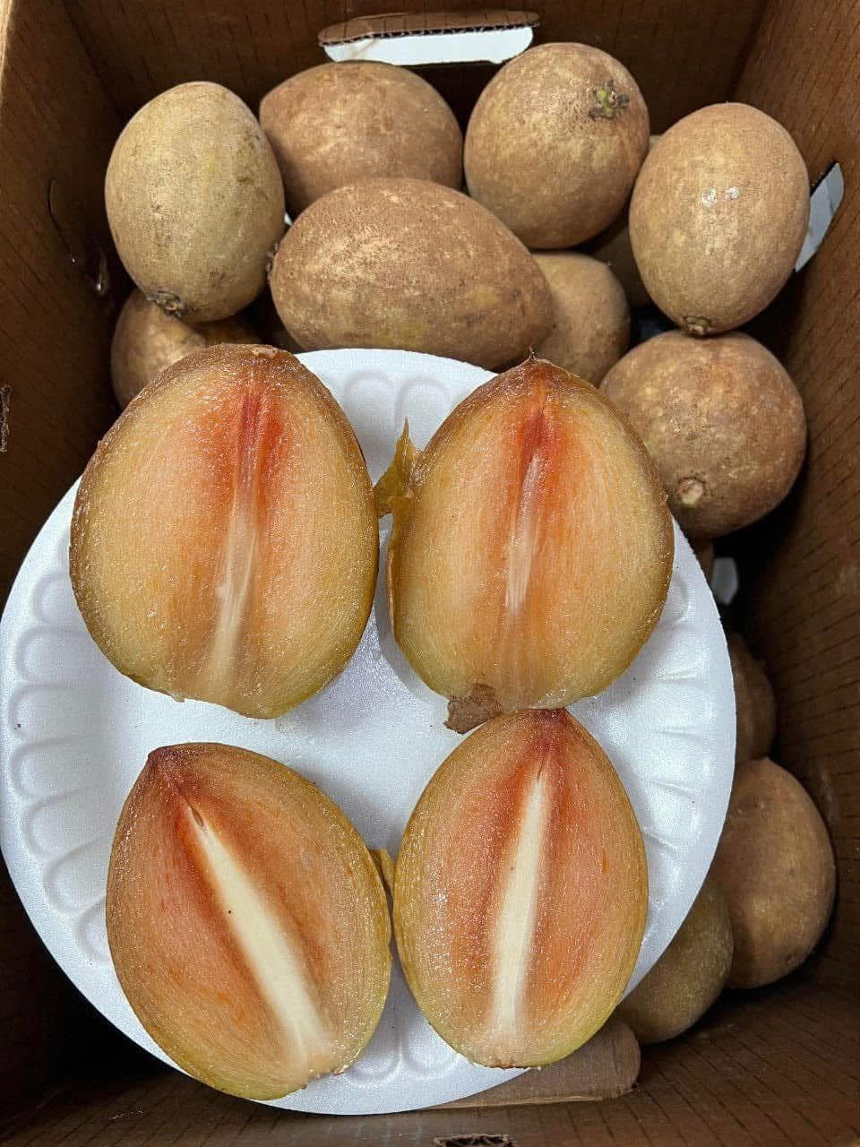 Sapota / Chicoo - (10 LB) - Free Express Shipping – VVF Tropicals