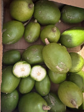 Load image into Gallery viewer, June Plum - (20 LB) - Free Express Shipping