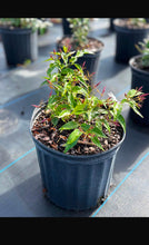 Load image into Gallery viewer, Star Jasmine - 3 Gallon Pot