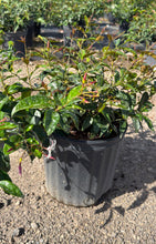 Load image into Gallery viewer, Star Jasmine - 3 Gallon Pot