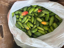 Load image into Gallery viewer, Tindora plant - 4” Pot - Free Shipping - PreOrders