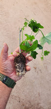 Load image into Gallery viewer, Tindora plant - 4” Pot - Free Shipping - PreOrders