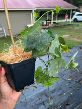 Load image into Gallery viewer, Tindora plant - 4” Pot - Free Shipping - PreOrders