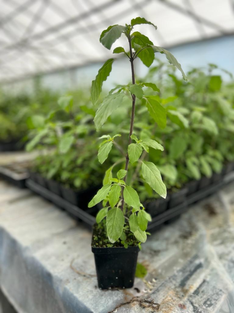 potted tulsi plant Tulasi - 4” pot
