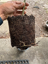 Load image into Gallery viewer, Thai White Guava Plant - Air Layered