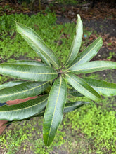 Load image into Gallery viewer, Mango Leaves - 10LB - Free Shipping