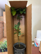 Load image into Gallery viewer, Thai White Guava Plant - Air Layered