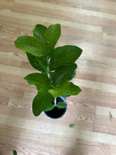 Load image into Gallery viewer, Thai White Guava Plant - Air Layered
