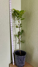 Load image into Gallery viewer, Thai White Guava Plant - Air Layered