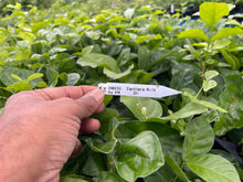 Load image into Gallery viewer, VVF011 - Jasmine / DontaraMalli - 4” pot