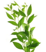 Load image into Gallery viewer, 2LB - గోరింటాకు / Henna / Mehandi “leaves” - Free Shipping