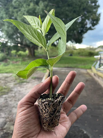 Growing plants from liners
