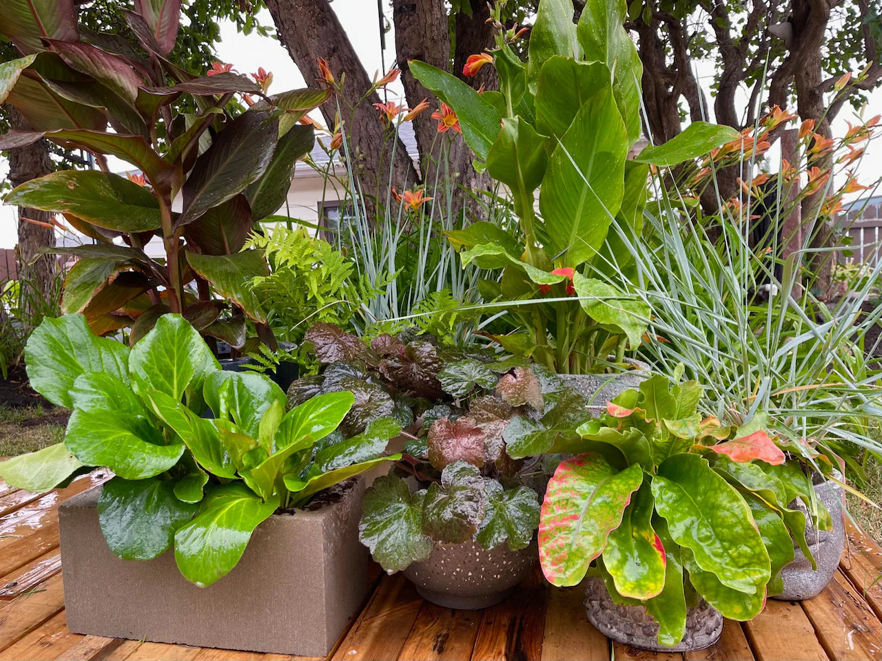 Growing Tropical plants in non Tropical zones VVF Tropicals