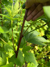 Load image into Gallery viewer, Gongura Leaves - 5LB
