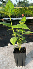 Load image into Gallery viewer, VVF007 - Parijatam / పారిజాతం - Single Liner In 4” pot
