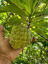 Load image into Gallery viewer, (“Pre Order”) Sitaphal / Sugar Apple - Free Shipping
