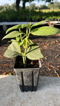 Load image into Gallery viewer, VVF007 - Parijatam / పారిజాతం - Single Liner In 4” pot
