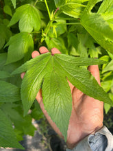 Load image into Gallery viewer, Gongura Leaves - 5LB
