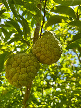Load image into Gallery viewer, (“Pre Order”) Sitaphal / Sugar Apple - Free Shipping
