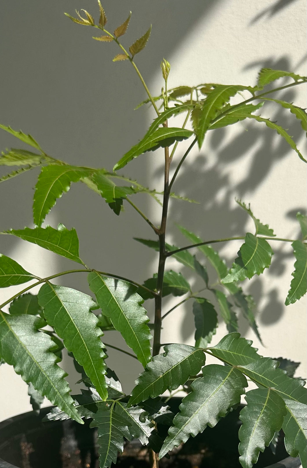 neem plant care in pot Neem Plant - 4” Pot - Pre-Order Only