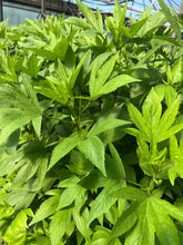 Load image into Gallery viewer, Gongura Leaves - 5LB
