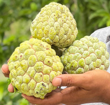 Load image into Gallery viewer, (3-4weeks Wait Time) Sitaphal / Sugar Apple - Free Shipping
