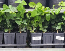 Load image into Gallery viewer, Grand Duke plant - Preorder - Fremont - 08/29 pickup
