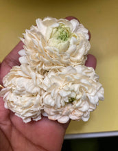Load image into Gallery viewer, Grand Duke plant - Preorder - Fremont - 08/29 pickup
